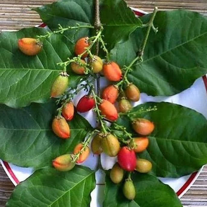 Termurah Bibit Pohon Kacang Arab - Buah Kacang Arab - Tanaman Kacang Arab Kw Asli