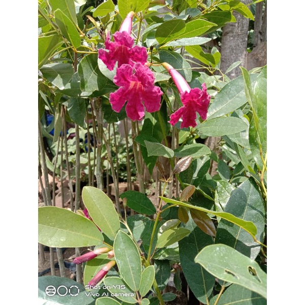 Bibit Tabebuya Merah