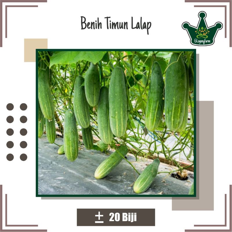 Bibit Sayur Timun Lalap Hibrida - Benih Sayuran