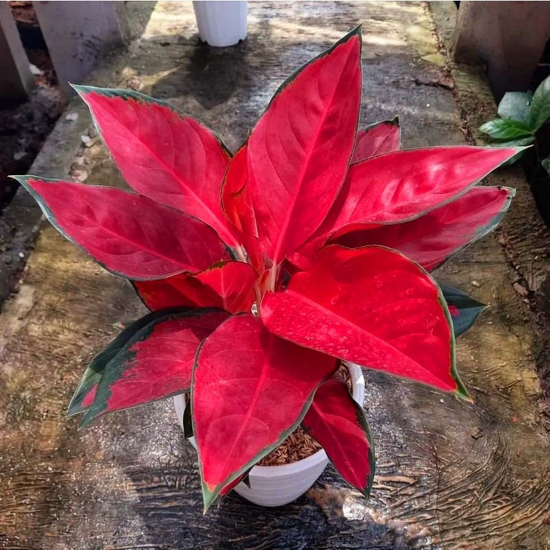 Aglaonema suksom jaipong / Aglonema suksom jaipong florist nursery/ Aglonema suksom jaipong (Tanaman