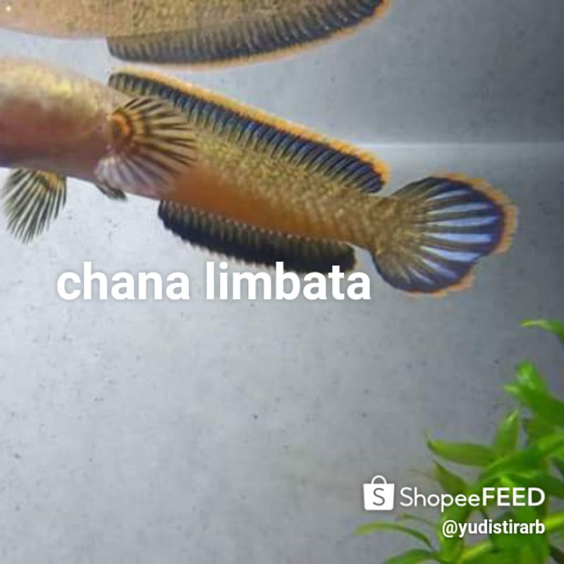 Channa limbata biar lokal aktip unik bagus, (saize12 /13 cm)