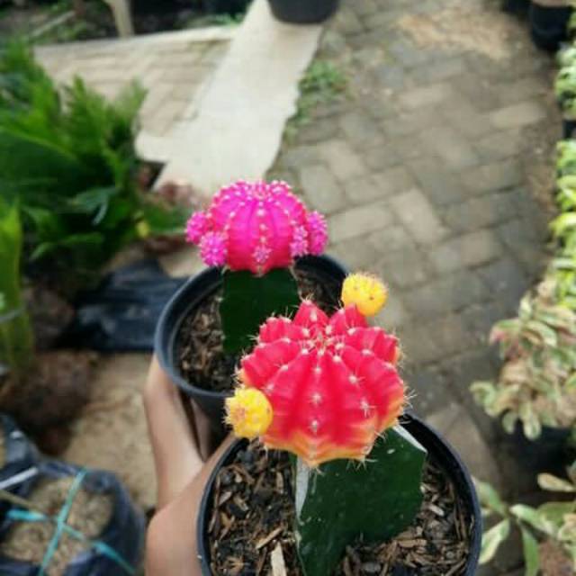 Kaktus Gymno pink,mix red yellow,red