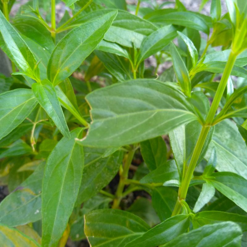 

Daun sambiloto segar