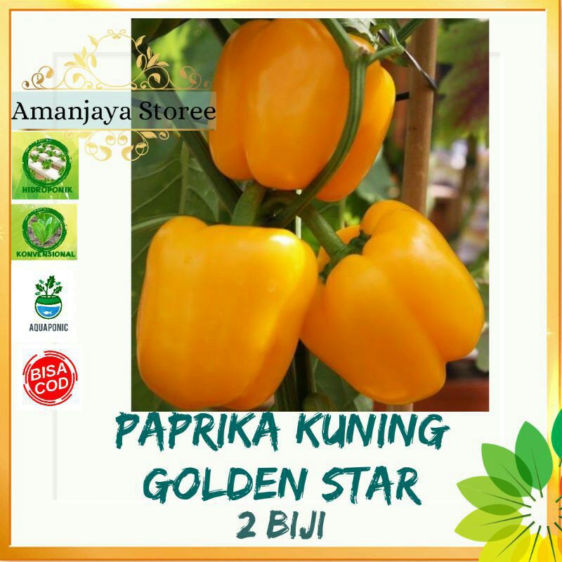 Jual BENIH/BIBIT PAPRIKA KUNING GOLDEN STAR/PAPRIKA ORANGE isi 2bj Shopee Indonesia