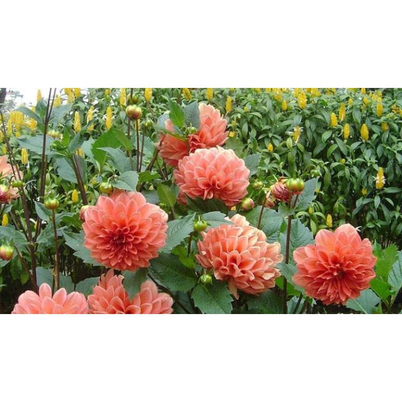 Bibit/Benih/Seeds Dahlia Unwins dwarf Flowers Tanaman Bunga Dahlia Tipe kerdil Warna warni Mixcolour