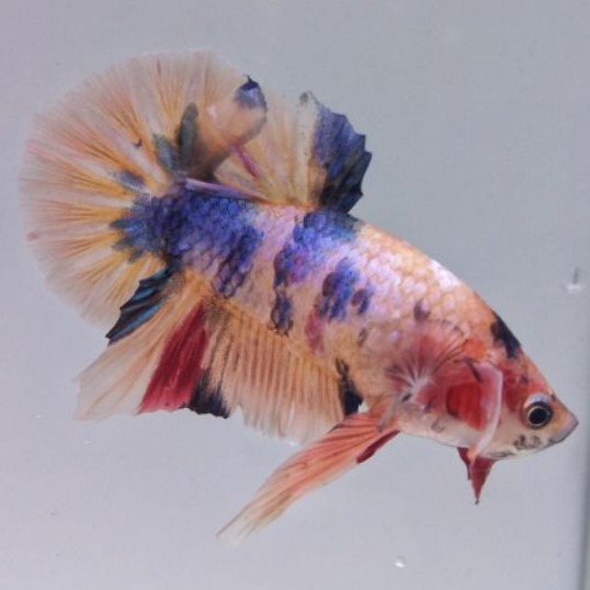 Cupang Plakat Nemoxy Tiger Orange (Kode 201) -> JUAL SATUAN SESUAI FOTO