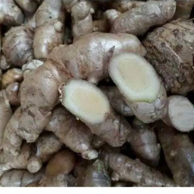 Kumyit Putih Segar Fressh 1kg Temu Putih Curcuma Zedoaria