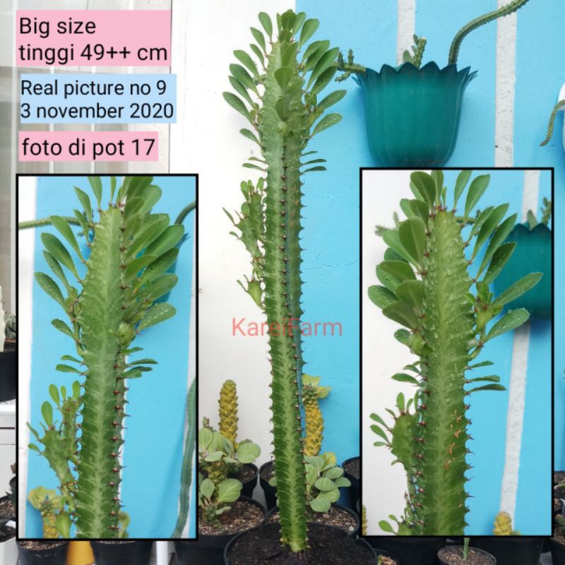 euphorbia trigona | african milk tree | lucky plant | size A