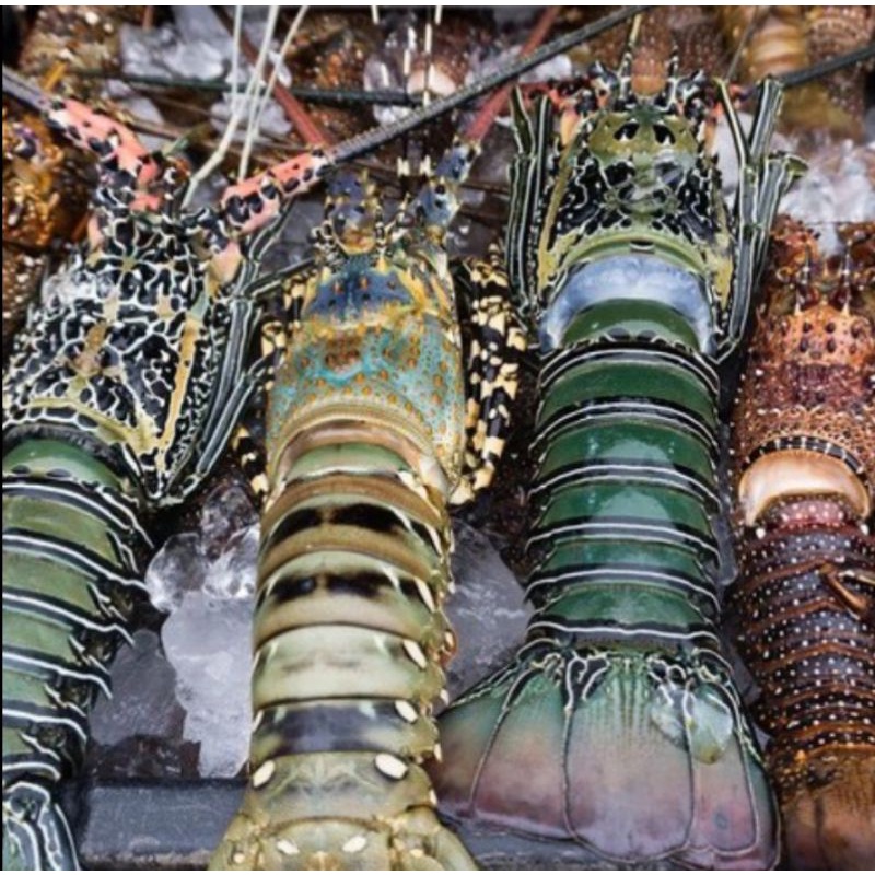 

lobster super segar dan fresh