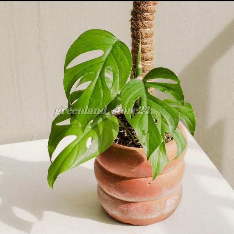 rhaphidophora pertusa - tanaman hias rhapidora pertusa - rhapidopora - rhaphidophora - monstera mini