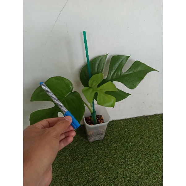 tetrasperma raphidopora