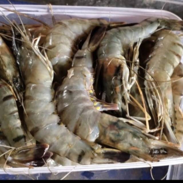 

UDANG SEGAR