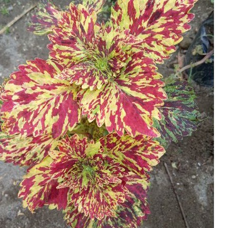 miana sultan id batik Kediri