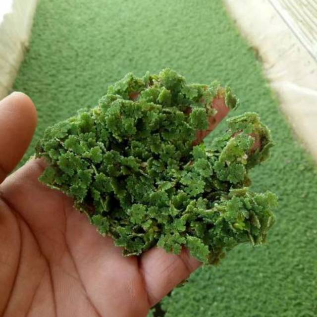 

Azolla