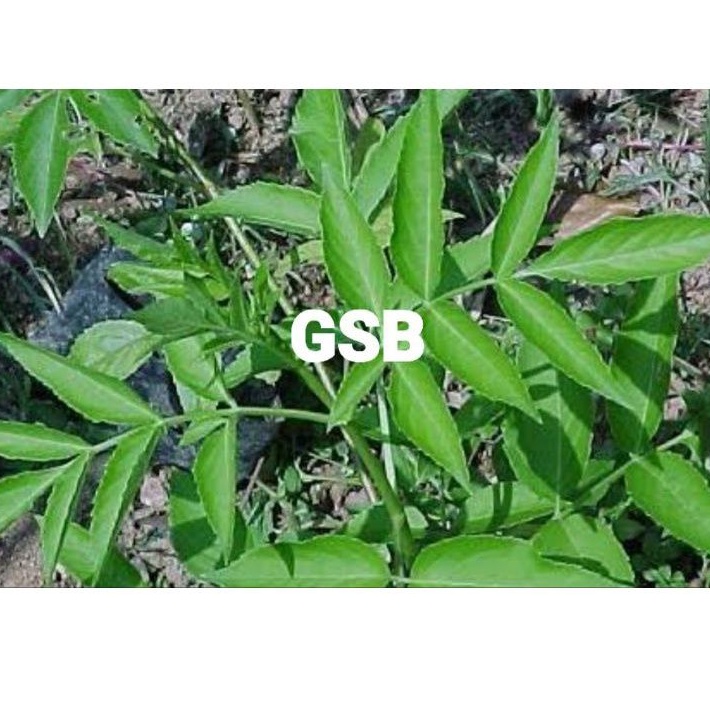 

Daun sangitan segar / sambucus javanica 400 gram