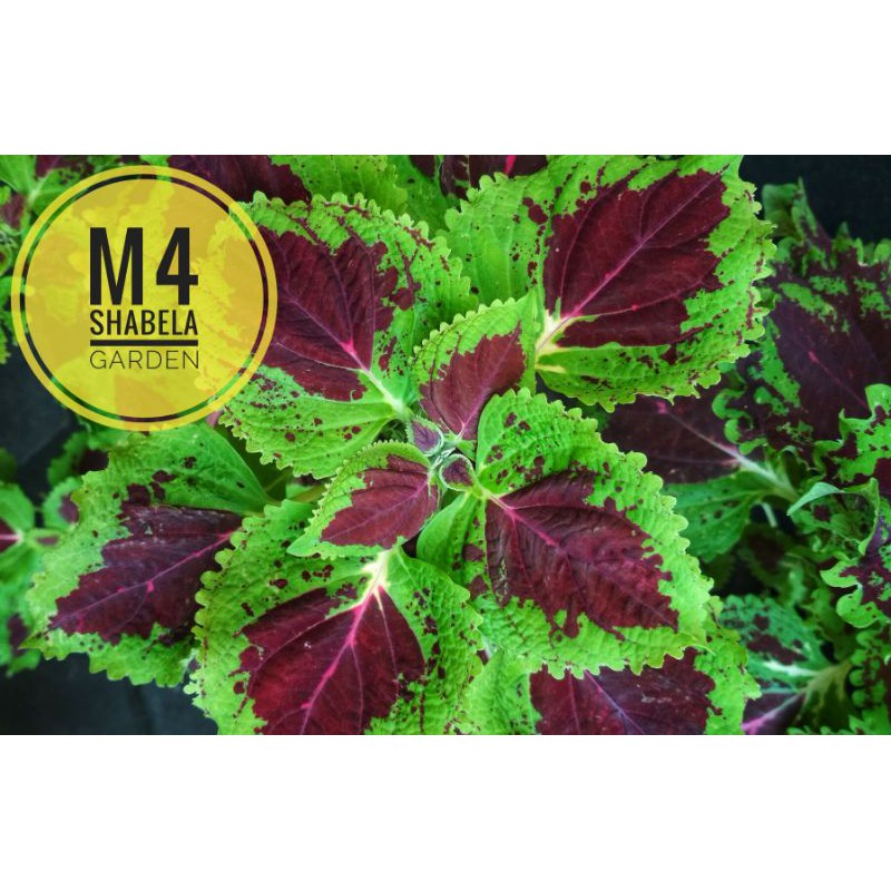 miana coleus