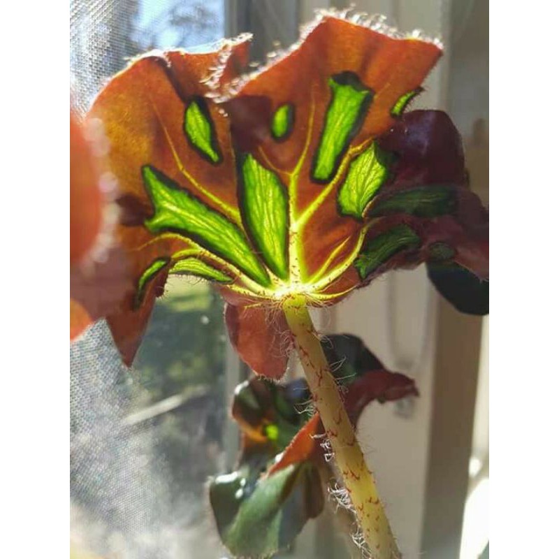 tanaman hias bunga begonia cathedral keriting