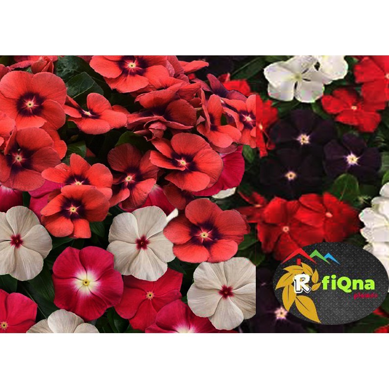 tanaman hias  bunga vinca exotis/tatto