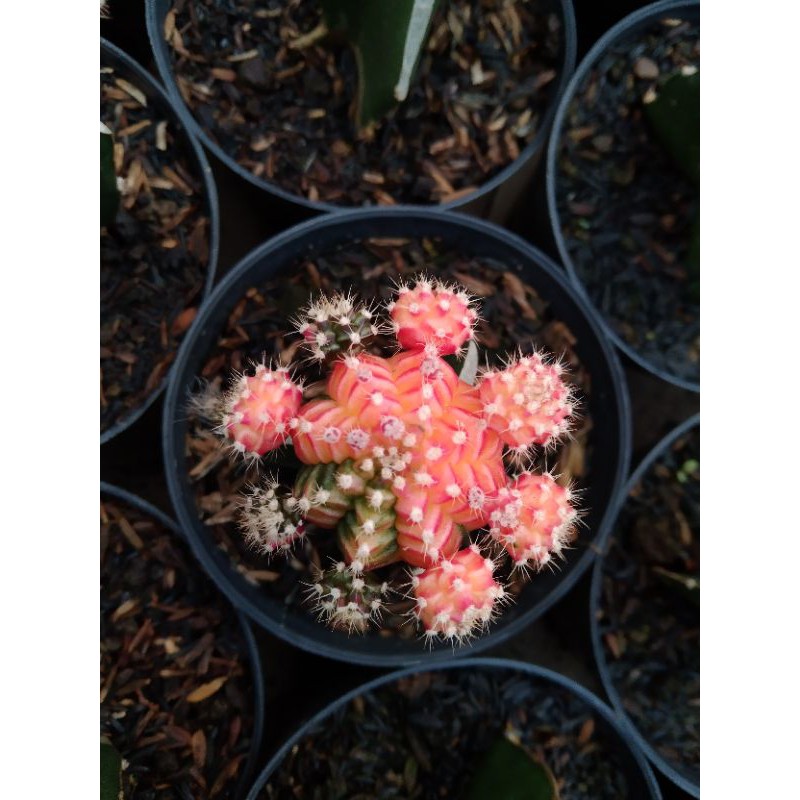 

gymno 3 colour
