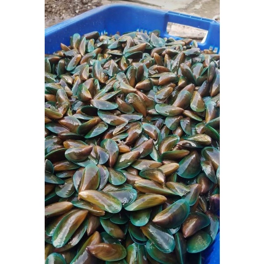 

kerang ijo segar harian minimal belanja 15 kg dapet bonus kerang 1kg