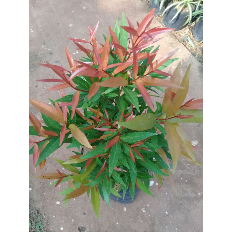 Jual tanaman pucuk merah | Shopee Indonesia