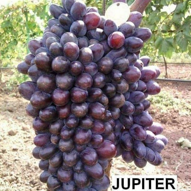 Bibit Anggur Import jupiter grafting