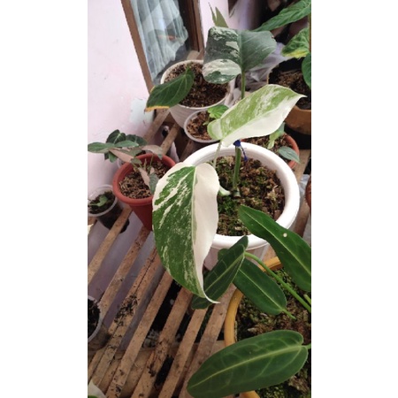 monstera varigata marble