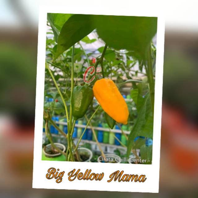 

Buah / Biji BIG YELLOW MAMA