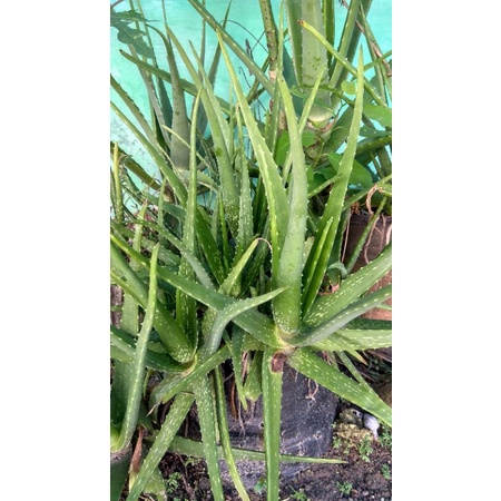 

lidah buaya non pestisida