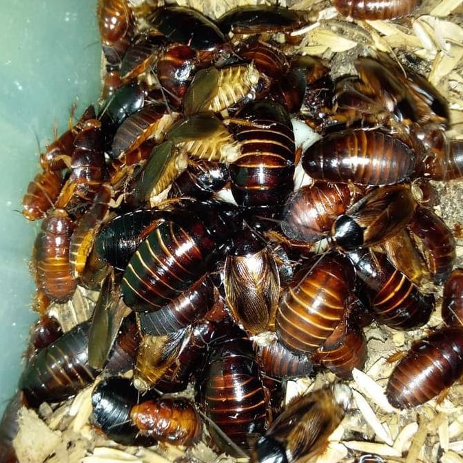 Umpan Ikan Lele Umpan Pancing Kecoa Batu Kecoa Tanah Star