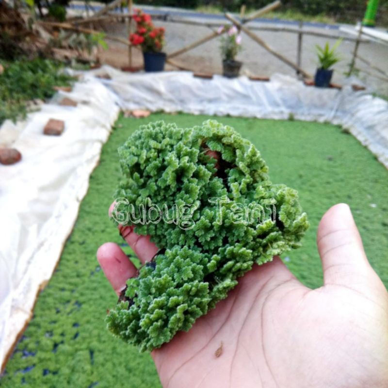 Bibit Indukan Azolla Microphylla Azolla Pinata 1 Kg
