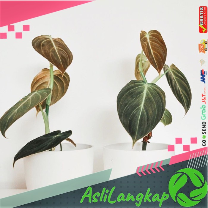 Philodendron Micans, Philodendron Mican Pink, Philodendrons Micans Pink