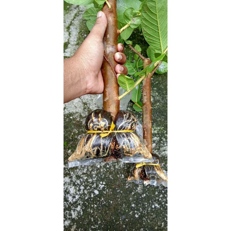 bibit batang besar fresh cangkok Jambu kristal merah jumbo asli banyuwangi