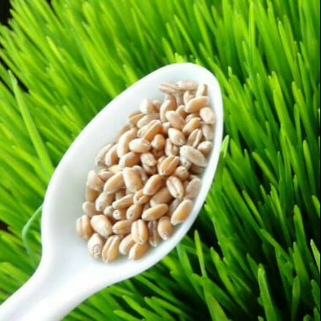 Bibit Wheatgrass Biji Rumput Gandum 1kg