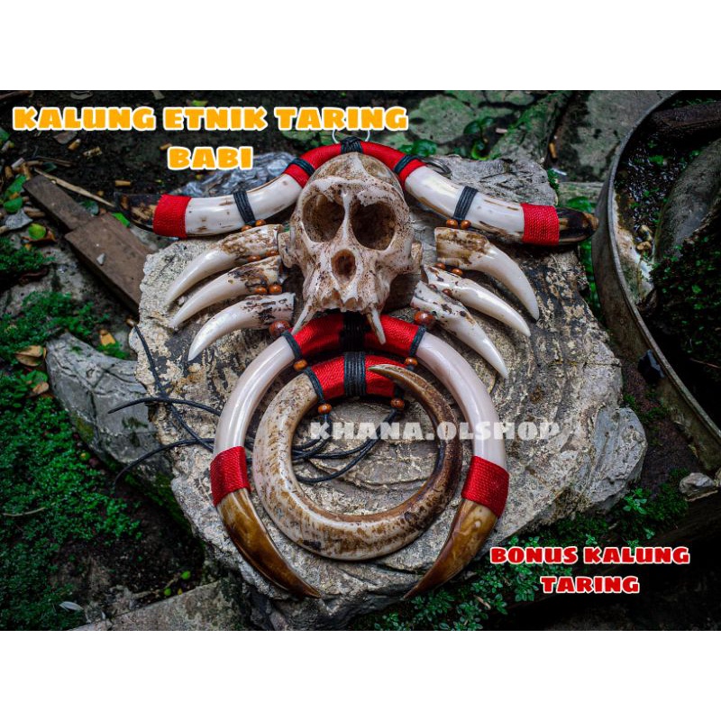 Kalung Taring Babi Dan Tengkorak Kepala Monyet Kera Etnik Dayak Kalimantan Pria Wanita