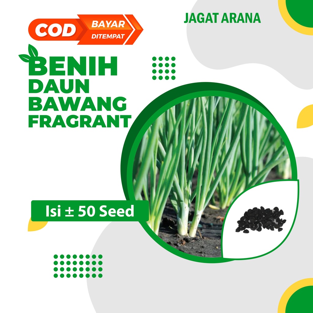Benih Daun Bawang Unggul FRAGRANT