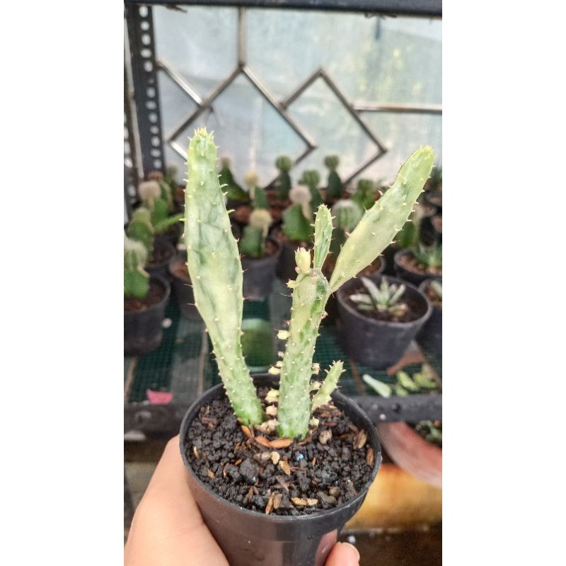 Opuntia Monachanta variegata