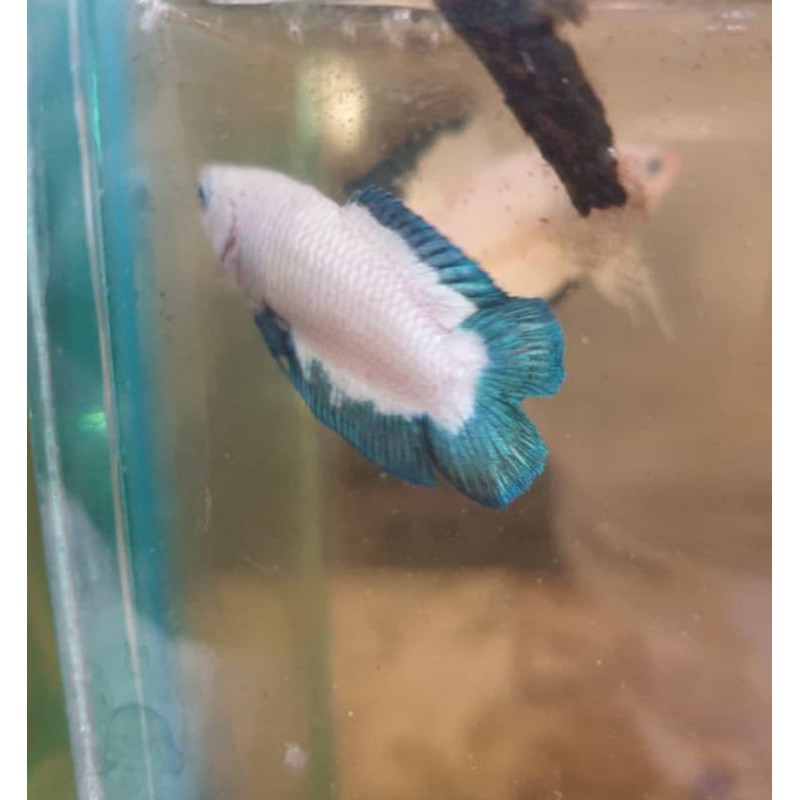Blue rim Double Tail genetic f2