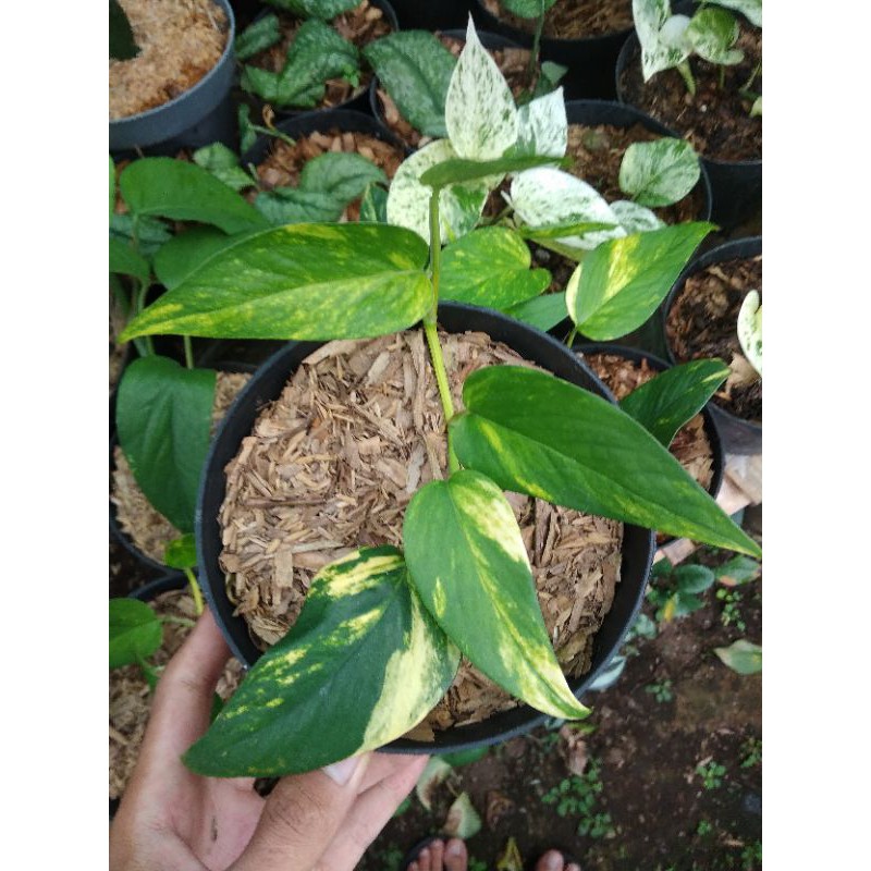 epipremnum varigata yellow kujang tanaman