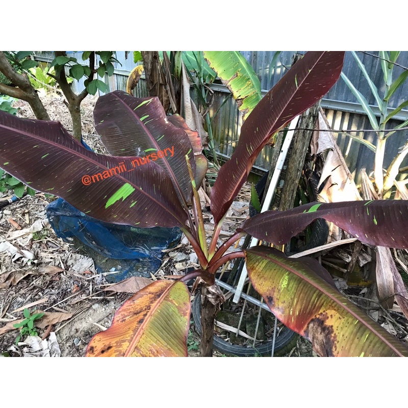 Pisang Ruby D (Musa Siam Ruby)