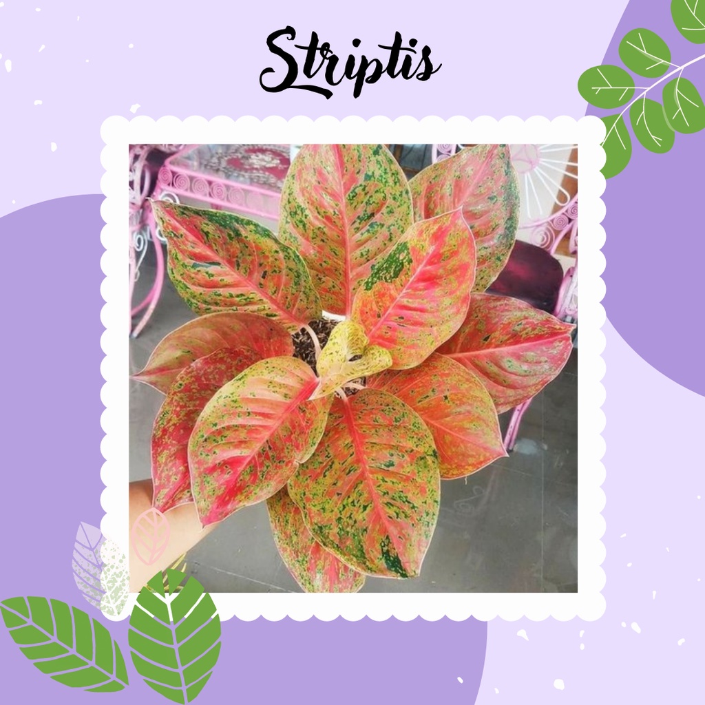 Tanaman Hias Aglaonema Striptis Aglonema Striptis
