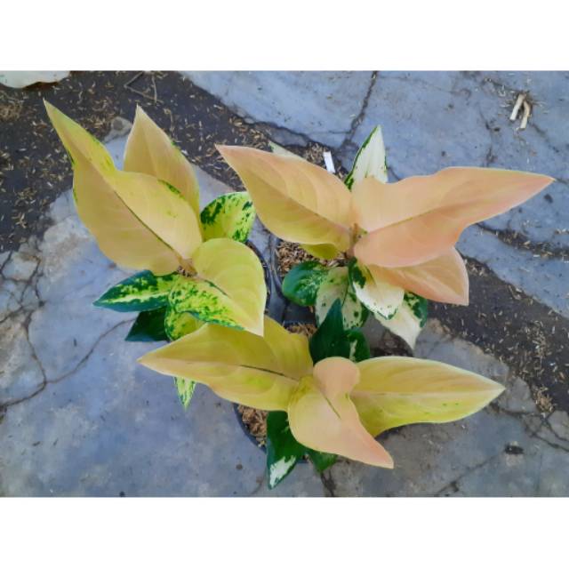 Aglaonema golden love