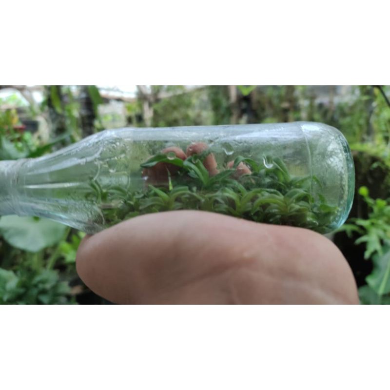 bibit botol anggrek spesies odoardi