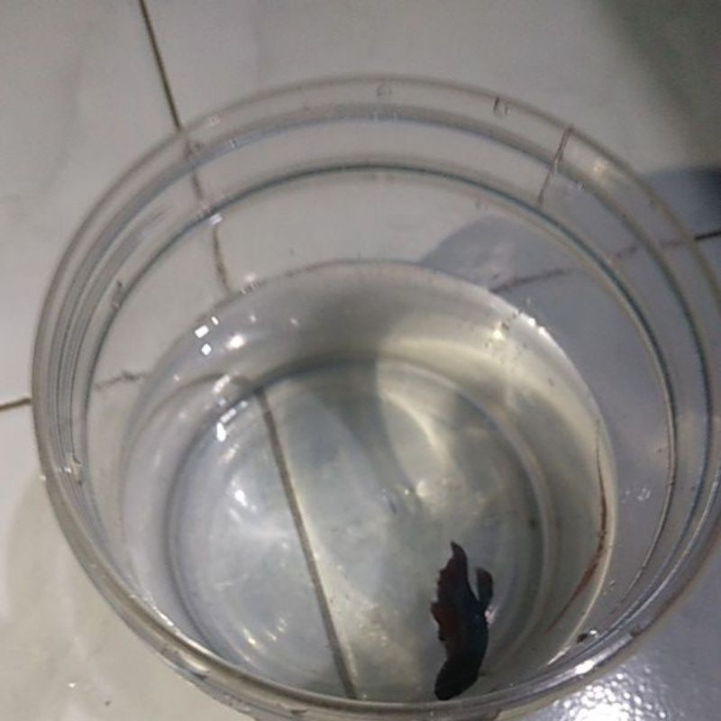 ikan cupang hias masih kecil