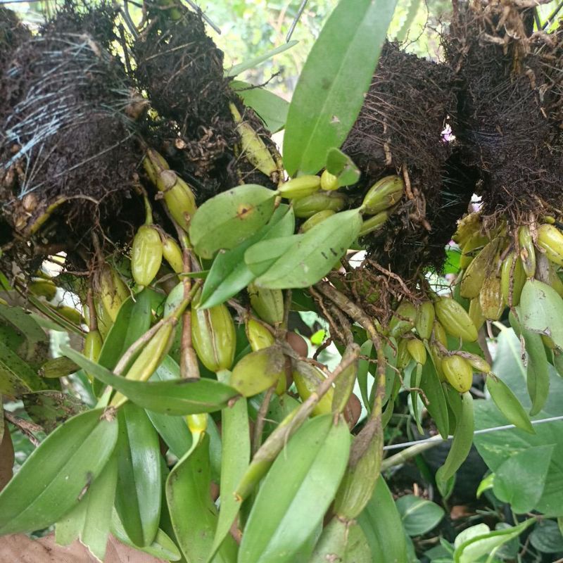 Anggrek tulang..fliking eria