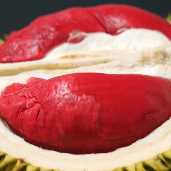 Bibit Durian Merah