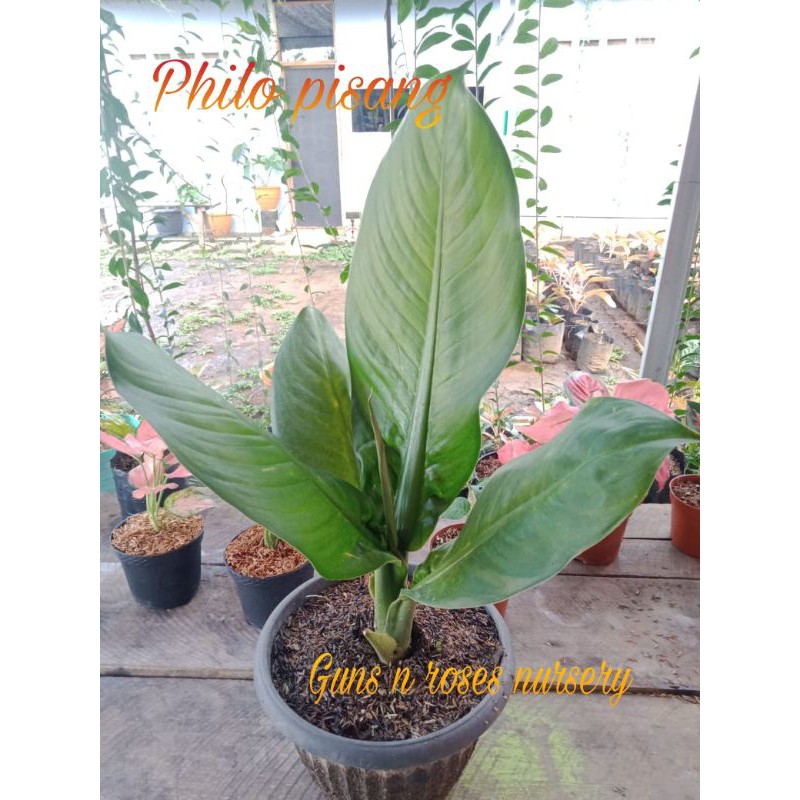 PHILO LANGKA PHILODENDRON BANANA(DAUN MELINTIR)