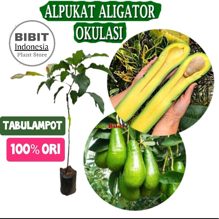 Bibit Alpukat Aligator Hasil  Stek / Tanaman Buah Alpukat aligator