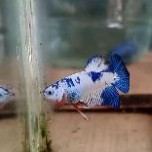 cupang blurim line thailand