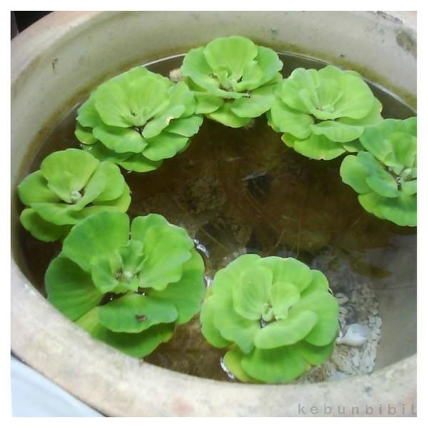 Tanaman hias Apu - apu / tanaman air kapu - kapu